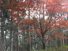 DSCF1123.JPG