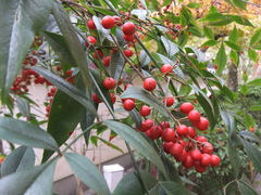 DSCF1137.JPG