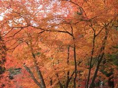 DSCF1165.JPG